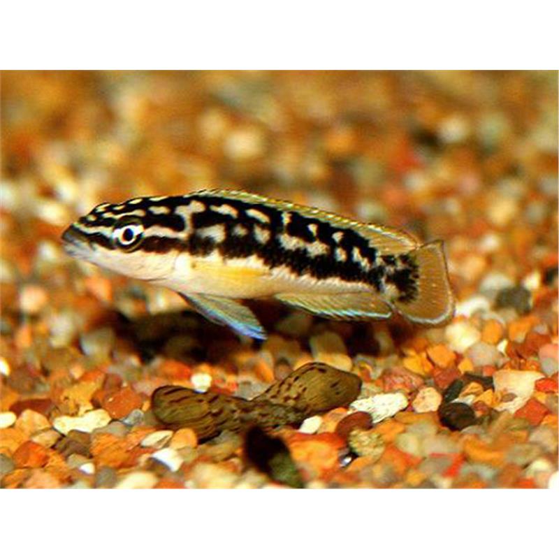 Julidochromis transcriptus gombi - imagine 5